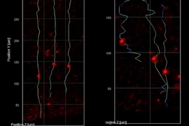 question for research paper On a black backround, two line graphs show red dots superimposed on three roughly vertical lines. In the chart at left, the lines are nearly vertical, while the lines in the chart at right are more zig-zaggy.