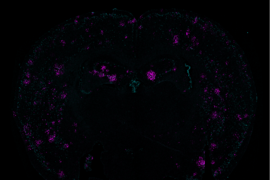 On a black background in the curvy M-like shape of a mouse brain cross section, many patches of tiny teal and purple dots appear