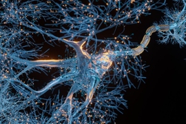3D rendered image of motor neuron cell, where blue branching dendrite components reach out to touch others. The axon sheath is orange, indicating electrical activity.