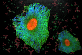 Background has antigen icons. Foreground shows 2 stringy green cell images each with an oval orange nucleus inside.