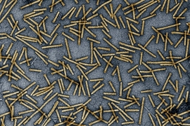 A large number of gold-colored rod-shaped microorganisms against a mottled gray background 