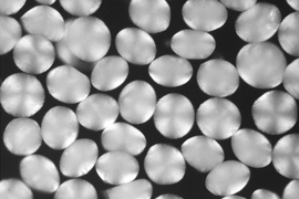 Magnified photo of white spheres on a black background