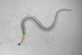 A dark gray worm shaped like a sine wave wiggles through a field of faint lighter gray blotches. There are blue, orange, and green dots superimposed on the worm's head.