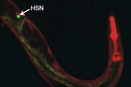 Magnified photo of a worm curled in a U shape. A neuron glowing green extends all the way to its head, which glows red, on the other side of the image. Where the neuron originates on the left, it is labeled with the white letters HSN.