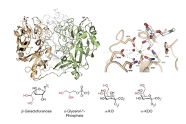 Two side-by-side illustrations of glycan molecules against a white background. Each molecule is depicted as a cluster of spirals and squiggly lines.