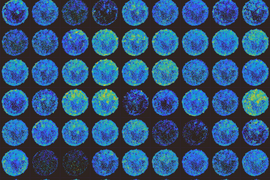 Six by nine grid of circles that are mottled with tiny dots of blue, green, and yellow on a black background