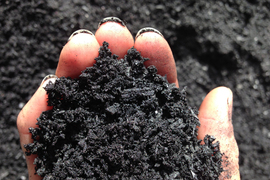 Hand holds a sample of biochar, which looks like a dark black soil