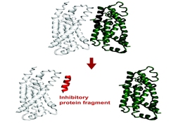 A white squiggly protein and a green squiggly protein, with an arrow pointing down, indicating that a piece of the green protein is interacting with the white protein