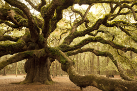 Photo of an old tree with massive, moss-covered branches in a picnic area