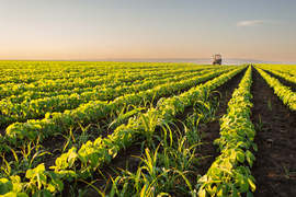 A tractor tending a field of soy plants