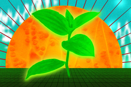 A growing plant in front of the sun.