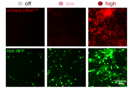 A grid shows “off, low, and high” levels, with colorful blobs of green or red-tinted neurons. More neurons are in the “high” level.