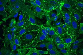Microscope image of green tissue on black background, infused with blue circles