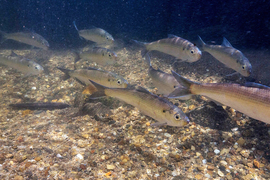 10 alewife herring swimming together along a riverbed