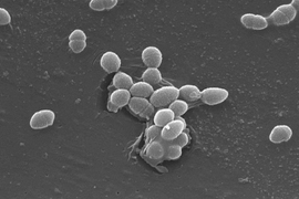 Greyscale microscopic image of oval-shaped bacteria on a darker background