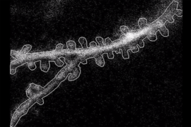 Over a black background, a forked branch of a neural dendrite runs from left to right. The dendrite is outlined in white and is filled in with thousands of white dots.