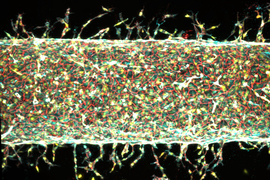 Blood vessels