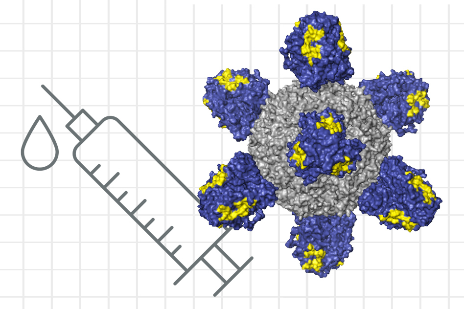 A step toward a universal flu vaccine