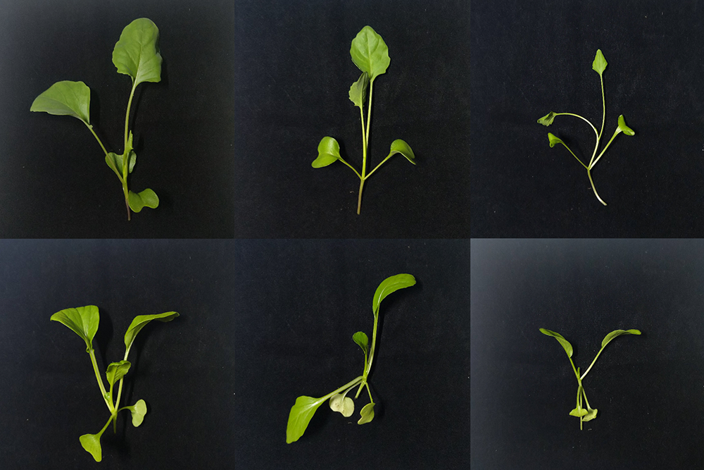 Discovery allows early detection of shade avoidance syndrome