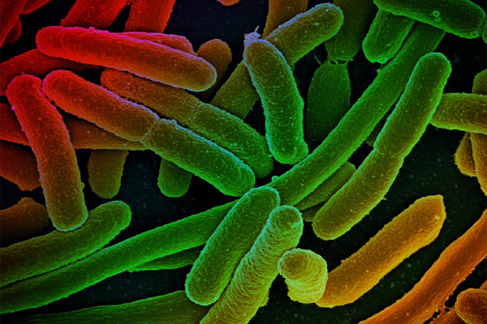 Metabolic mutations help bacteria resist drug treatment