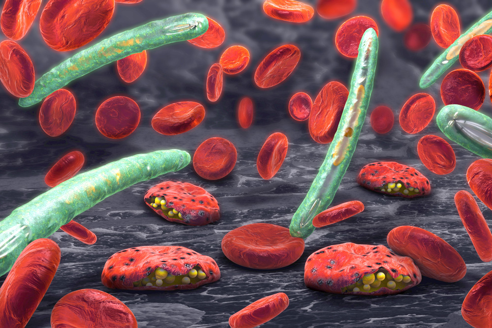 Biological engineers find a new target for malaria drugs | MIT News