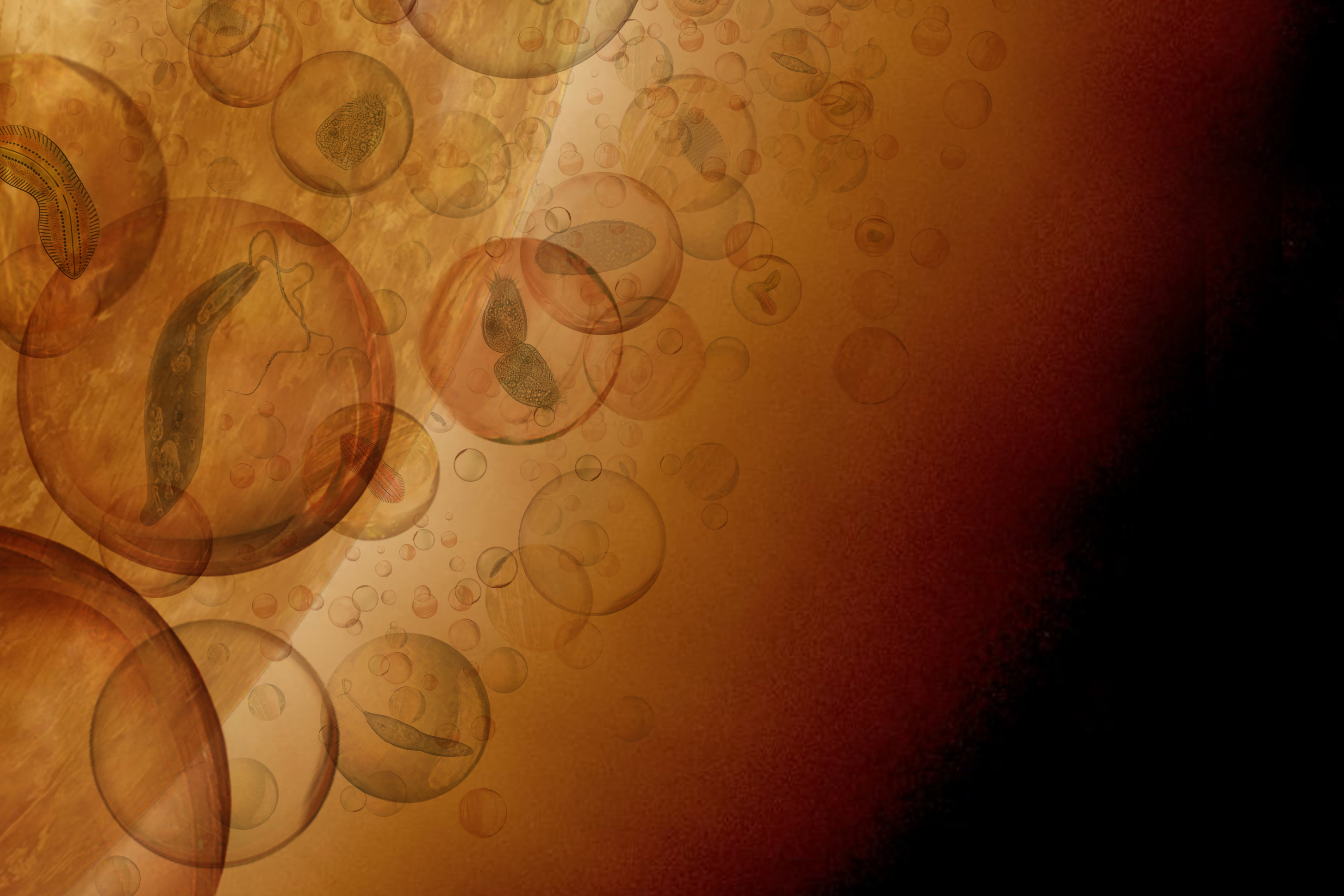 Could acid-neutralizing life-forms make habitable pockets in Venus’ clouds?