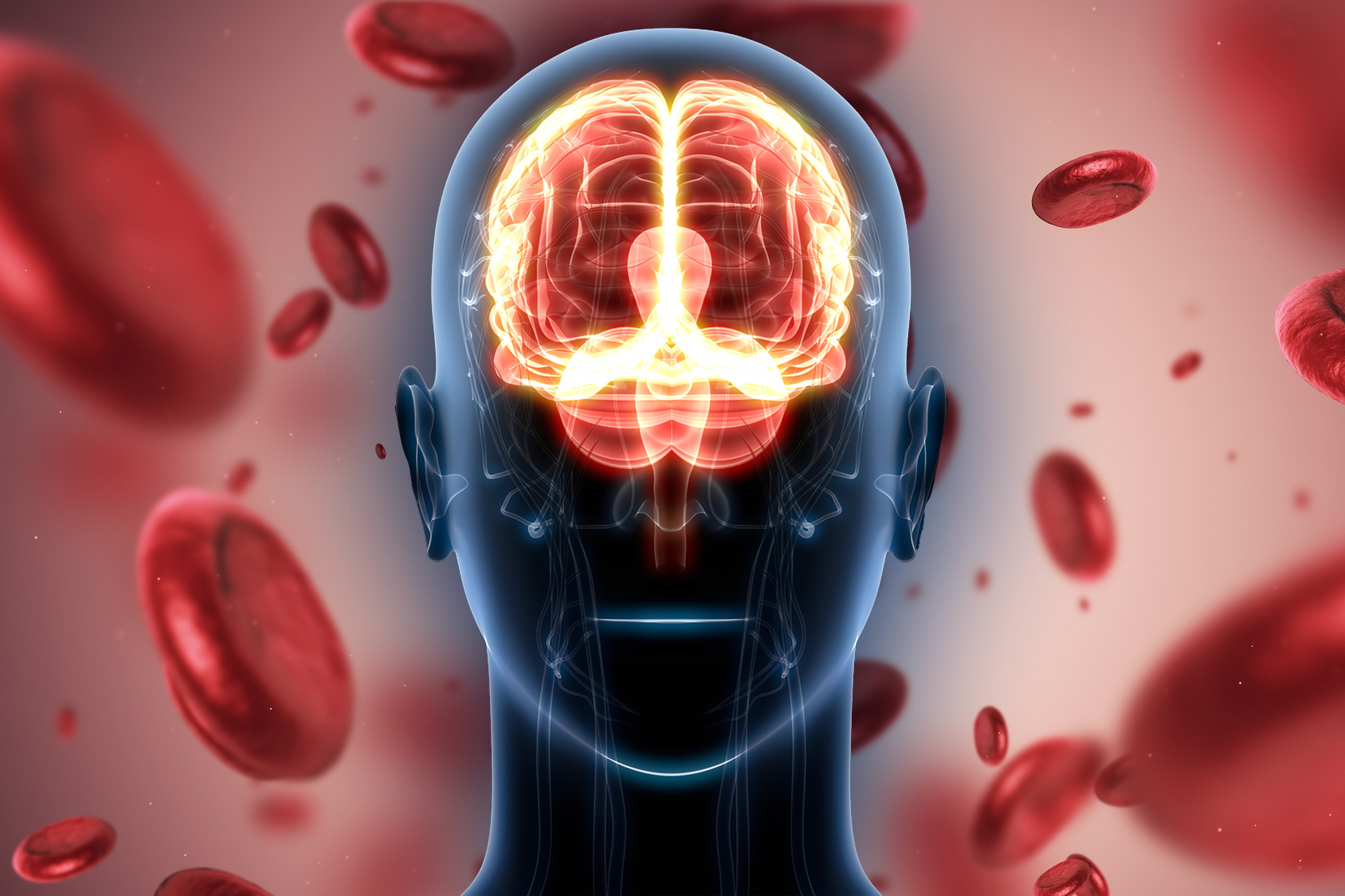 A new atlas of cells that carry blood to the brain