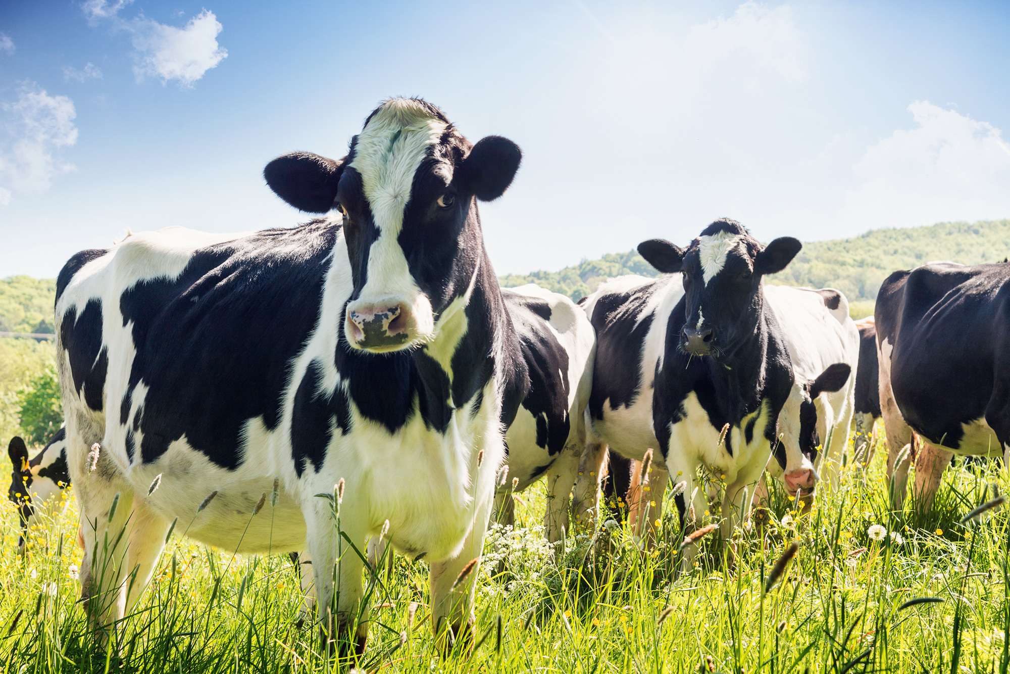 Helping dairy farmers raise healthy cows