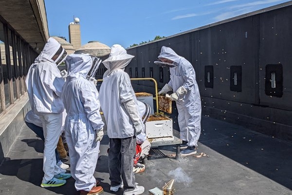 The MIT Beekeepers Club members check on the hive once a week.