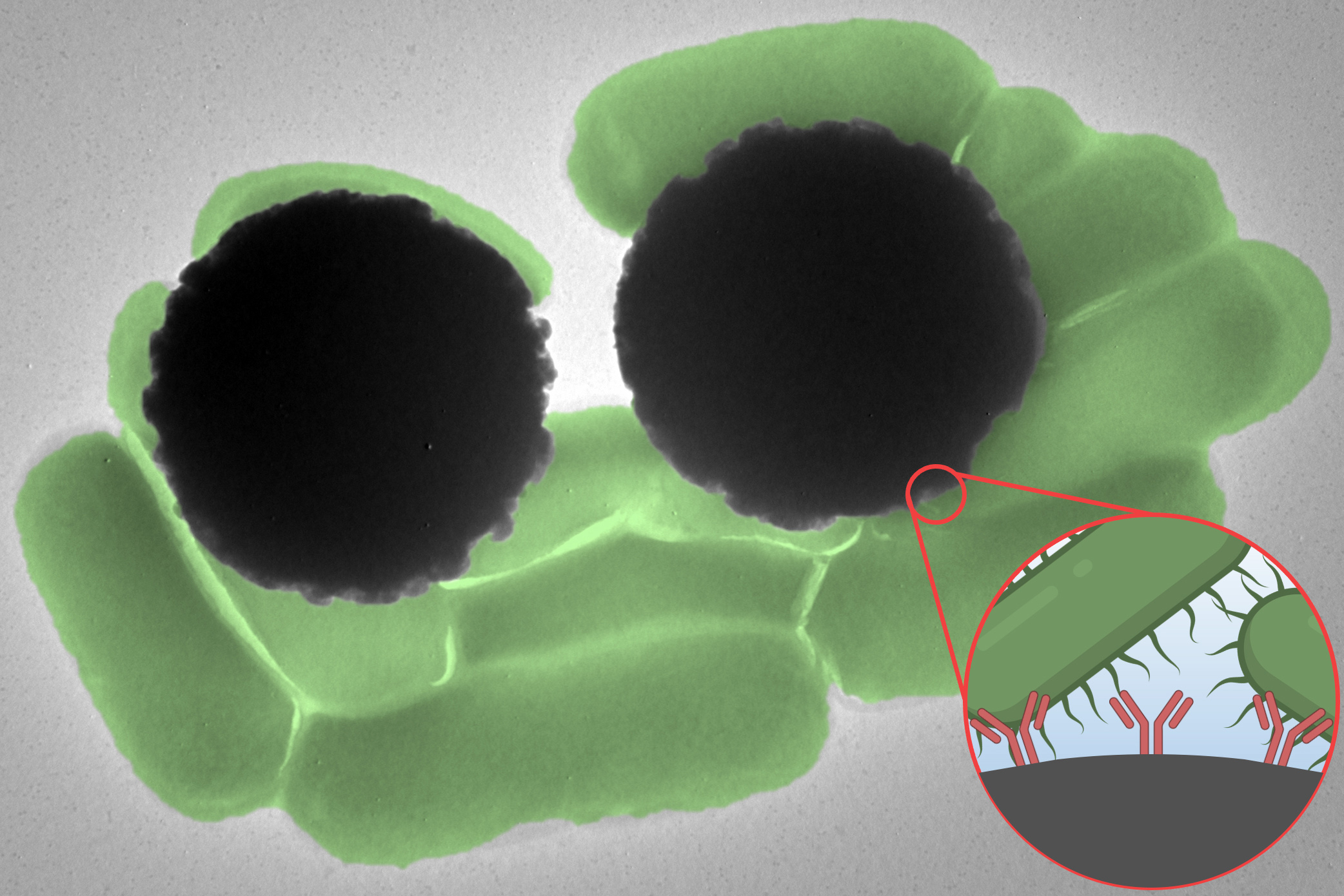 Tiny magnetic beads produce an optical signal that could be used to quickly detect pathogens