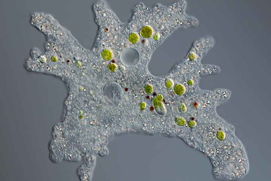 Thousands of programmable DNA-cutters found in algae, snails, and other organisms