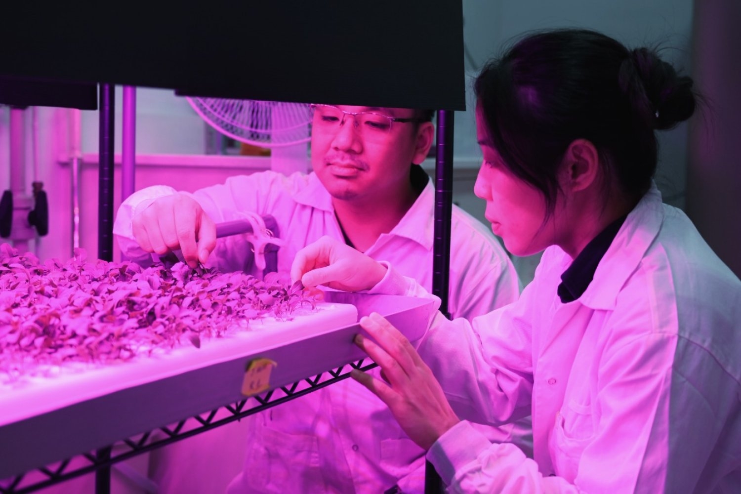 SMART researchers pioneer nanosensor for real-time iron detection in plants