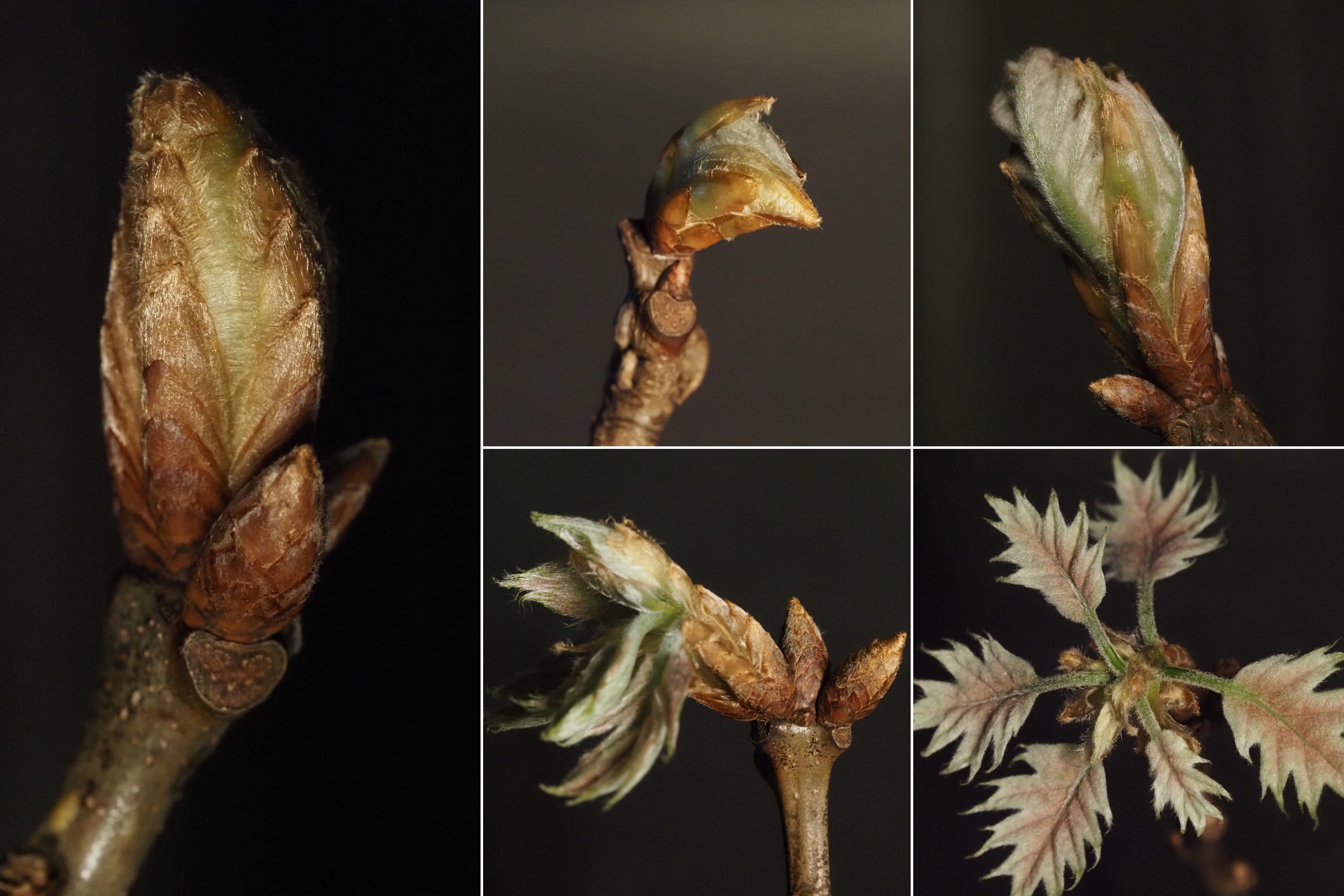 image of "For plants, urban heat islands don’t mimic global warming"