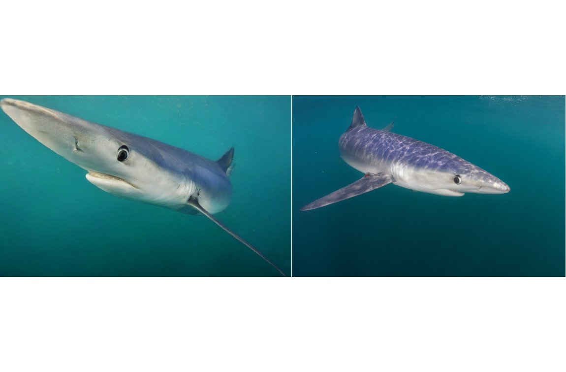 Merging AI and underwater photography to reveal hidden ocean worlds