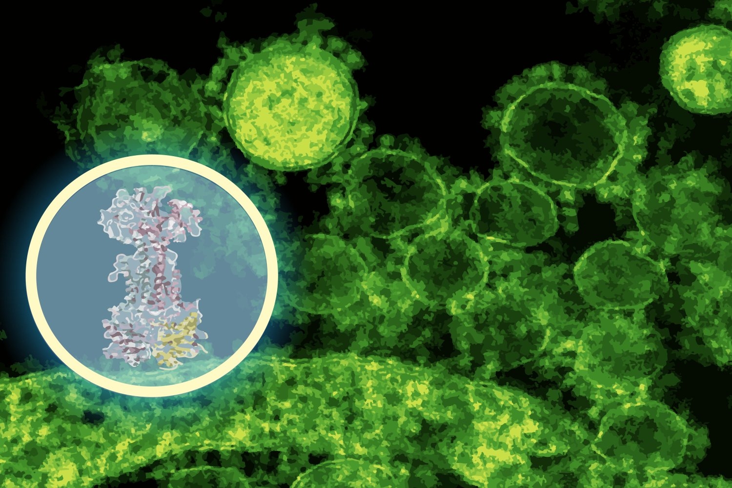 AI maps how a new antibiotic targets gut bacteria