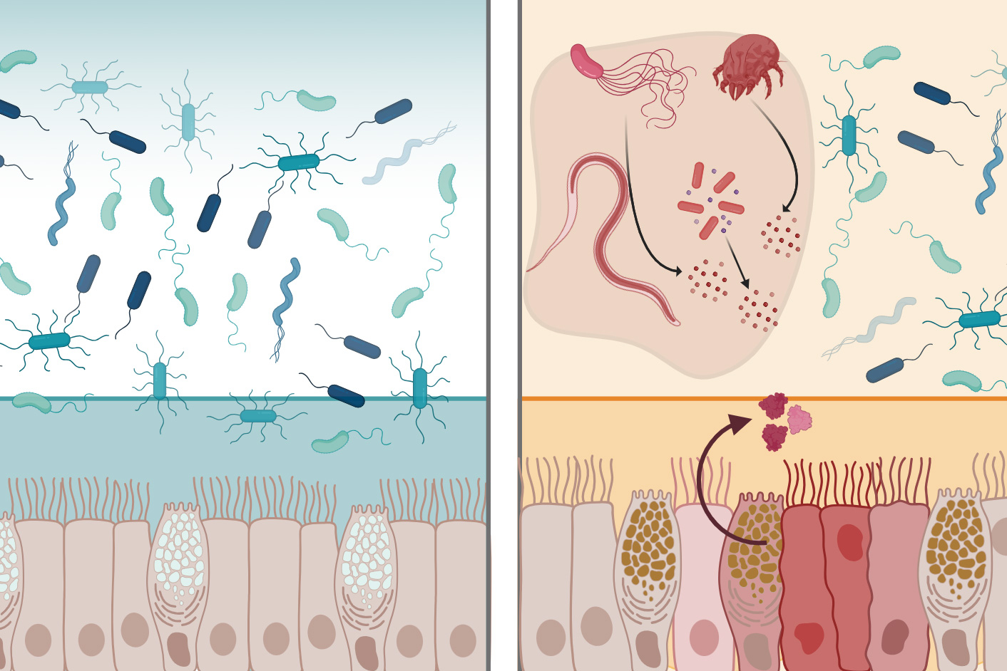 A protein found in the GI tract can neutralize many bacteria