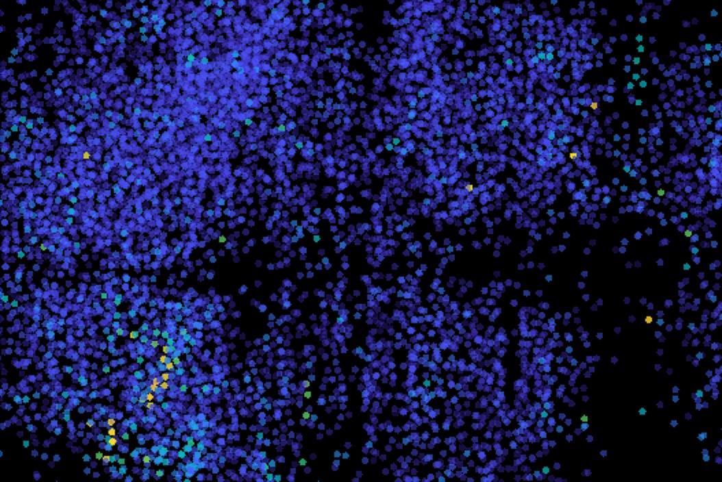 High-speed microscopy reveals electrical activity across the brain