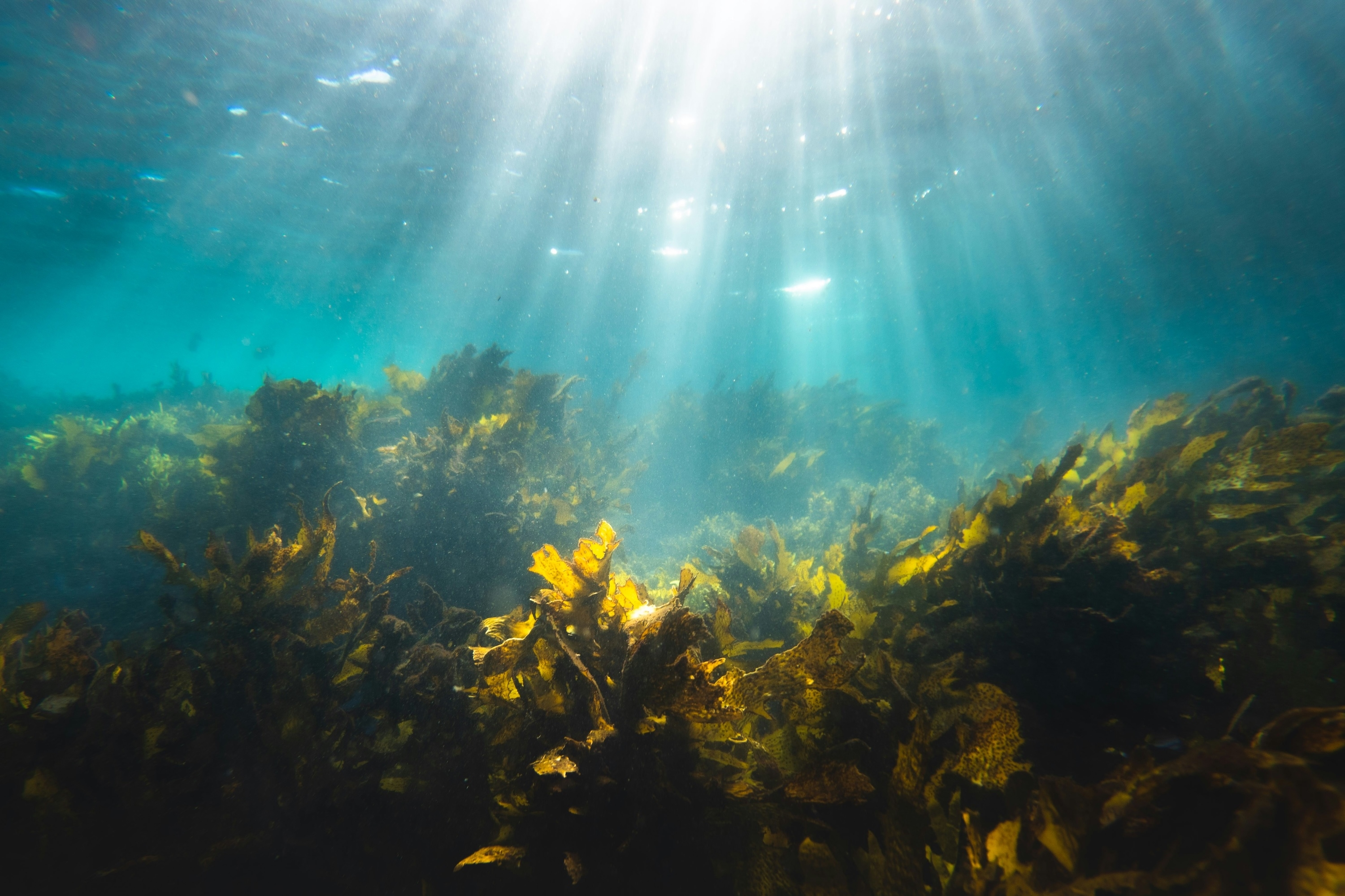 Marine bacteria team up to break down one of the ocean's toughest carbon-storing molecules