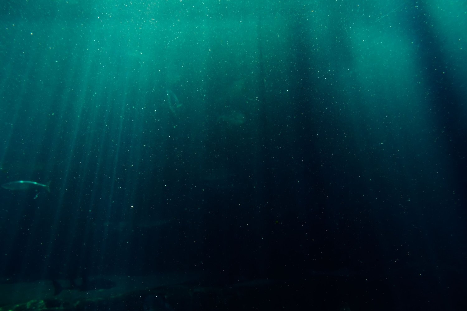 The ocean’s most abundant “loner” microbe has a sticky second life