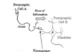 This diagram illustrates a synapse in the central nervous system. Neurotransmitter molecules are released from presynaptic terminals along the axon of nerve Cell A, travel through the synaptic cleft and reach the postsynaptic terminal on Cell B's dendrite. If the transmitter released reaches a peak concentration quickly (within 1 millisecond) as in a mature release, receptors can detect the messag...