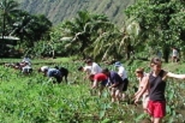 MIT students weed a taro field at the farm of Kia Fronde (standing at left rear), who introduced them to native culture and agriculture as well as hydrology.