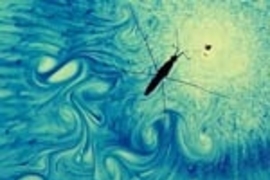 A water strider passes over a layer of water that has been dyed blue and lit from below, illuminating the stopping vortices shed during the deceleration phase of the strider's motion.
