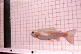 A rainbow trout swimming among vortices shed by a hemi-cylinder (left of fish) placed in an experimental flow tank.