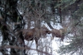 A moose and its calf.