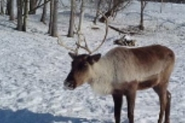 A lone caribou poses at the Large Animal Research Center in Fairbanks.