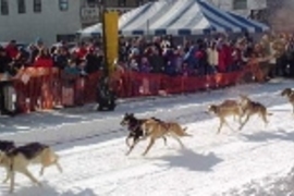 A dog team at the North American Sled Dog race in Fairbanks.