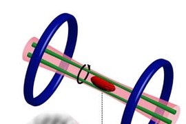 In the top portion of this illustration, the gas of fermions (red) is trapped in an infrared laser beam (pink) and held in place by a magnetic field generated by current-carrying coils (blue). Two additional laser beams, shown in green, were used like coffee stirrers to set the gas into rotation. The result, as illustrated below, could be seen in a shadow picture of the expanded cloud that showed ...