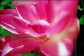 Image shows two glass slides on top of a photo of a lotus flower. Both slides were placed in a freezer then brought out into humid air before being positioned over the photo. Slide #1 is coated with MIT's anti-fogging coating, Slide #2 is not.