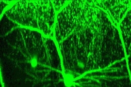 View of a pyramidal neuron within the cerebral cortex of a living mouse brain.