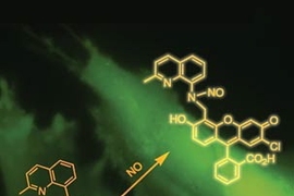 A new sensor developed at MIT monitorsÂ when cultured neuroblastoma cells (green)Â are producing nitric oxide (NO). A copper complex of a fluorescein derivative (formula on lower left) reacts with NO and produces a nitrosated fluorescein (formula on upper right), which causes the cells to glow brightly under the fluorescent microscope.